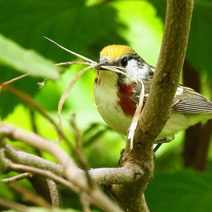 Teaser image for Birding Wednesday: The Workshop