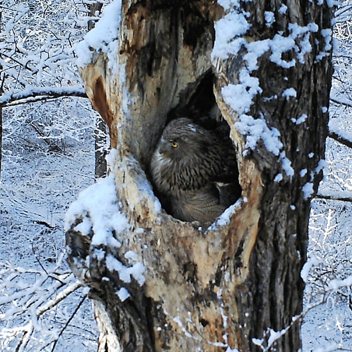 Teaser image for Endangered Species Conservation in the Russian Far East