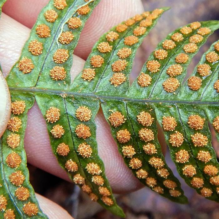 Teaser image for Ferns: Finding Magic in the North Woods