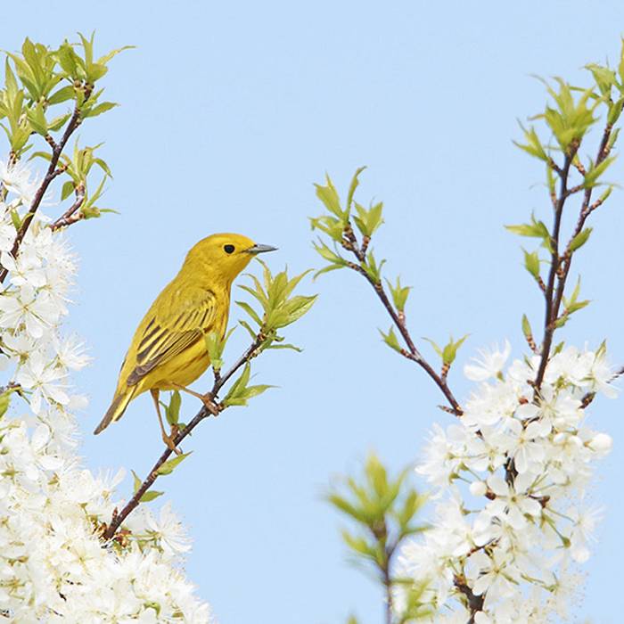 Teaser image for Spring Birding on the North Shore
