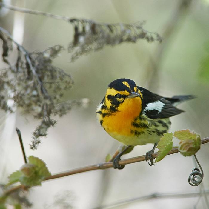 Teaser image for Birding and Botanizing Through May