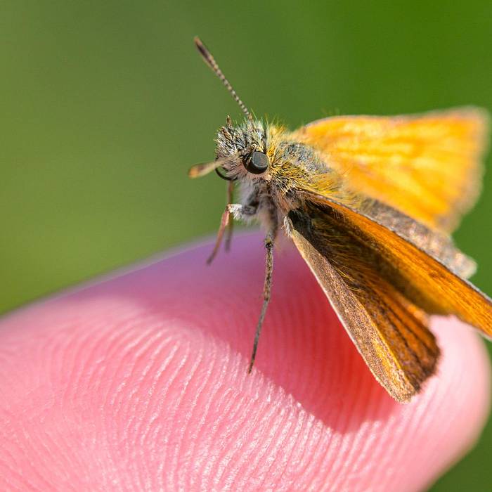 Teaser image for Insect and Macro Photography: An Introduction