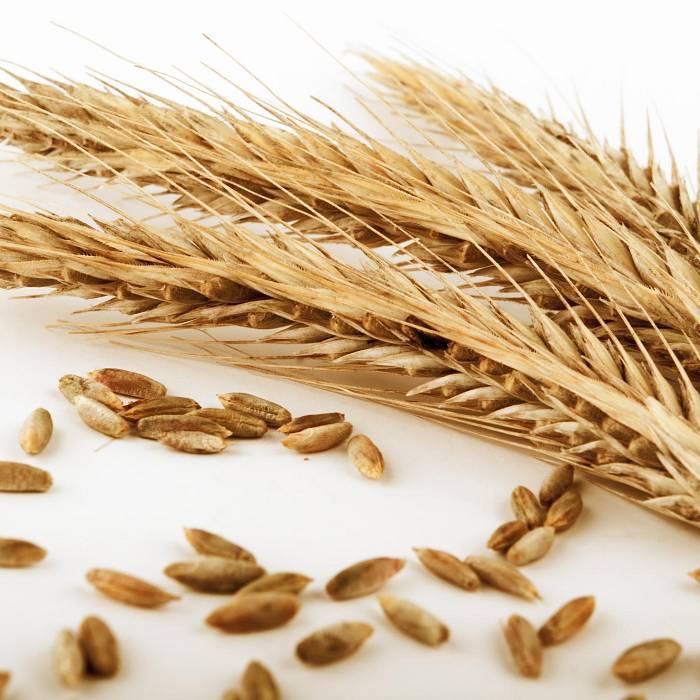 Teaser image for Rye - Bread to Booze