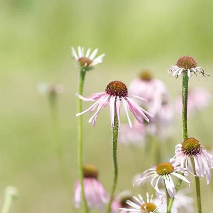 Teaser image for Herbalism Apprentice: Beginner's Botanical Medicine