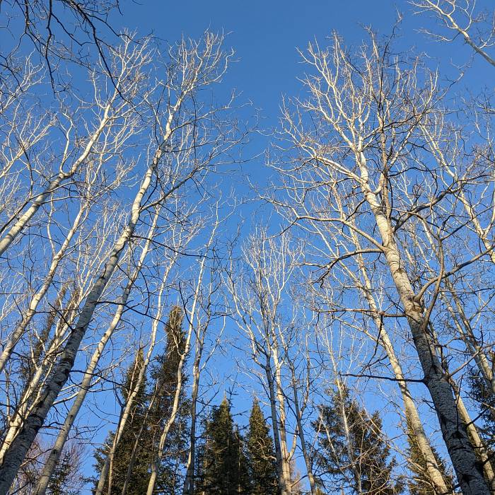 Teaser image for Winter Tree and Shrub Identification