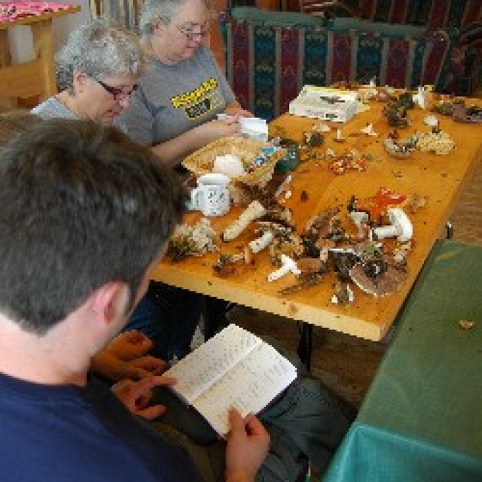 Teaser image for Mushrooming in the Field