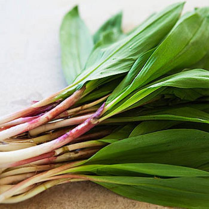 Teaser image for Foraging for Spring Wild Edibles
