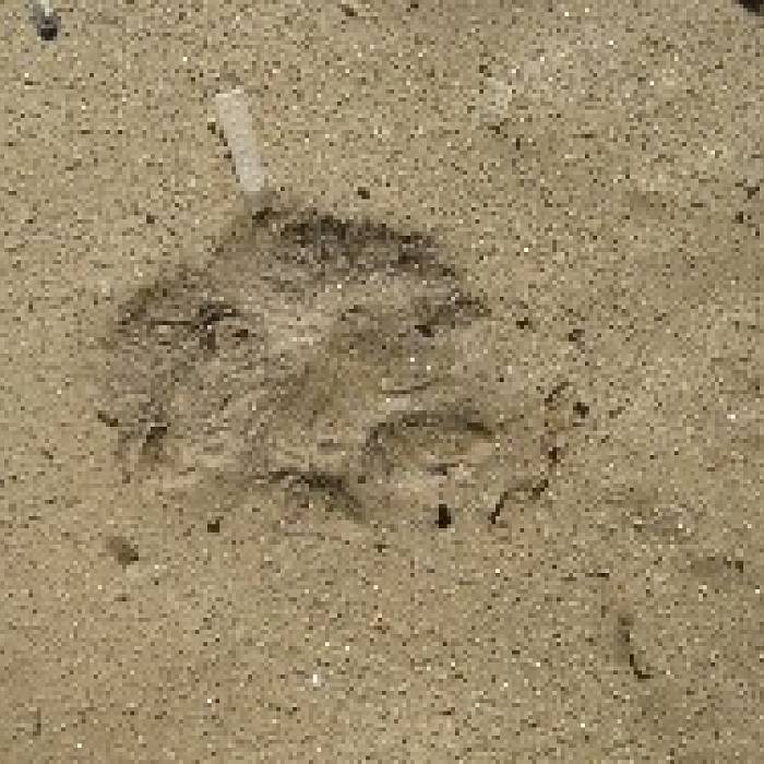 Teaser image for Spring Wildlife Tracking