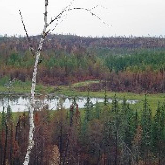 Teaser image for Fire Ecology in the Field