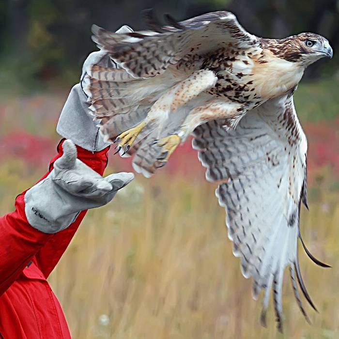 Teaser image for Raptors of the North Shore