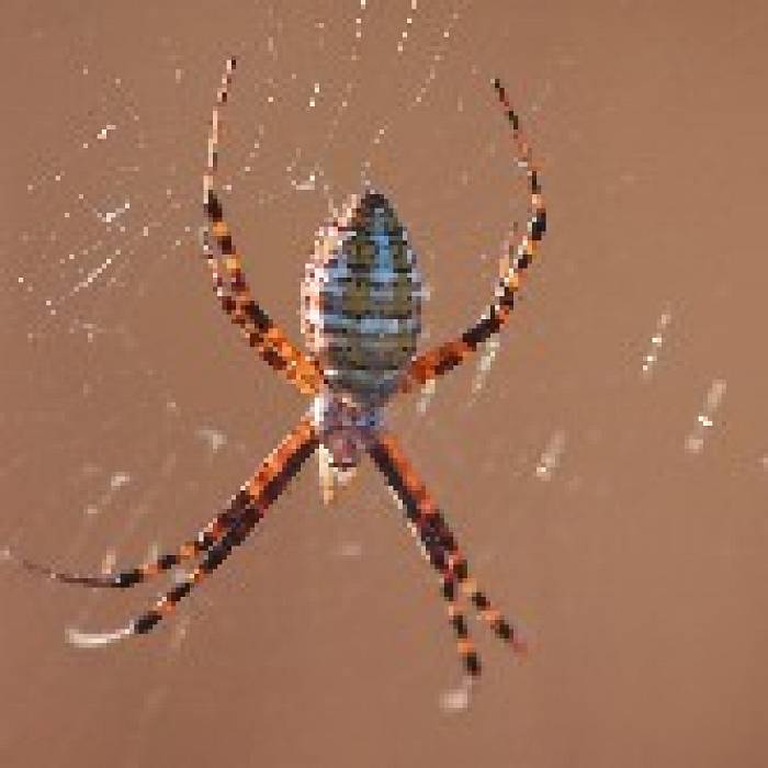 Teaser image for Spiders of the North Woods