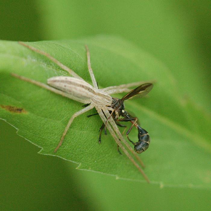 Teaser image for Web Watching: Get to Know the Local Spiders