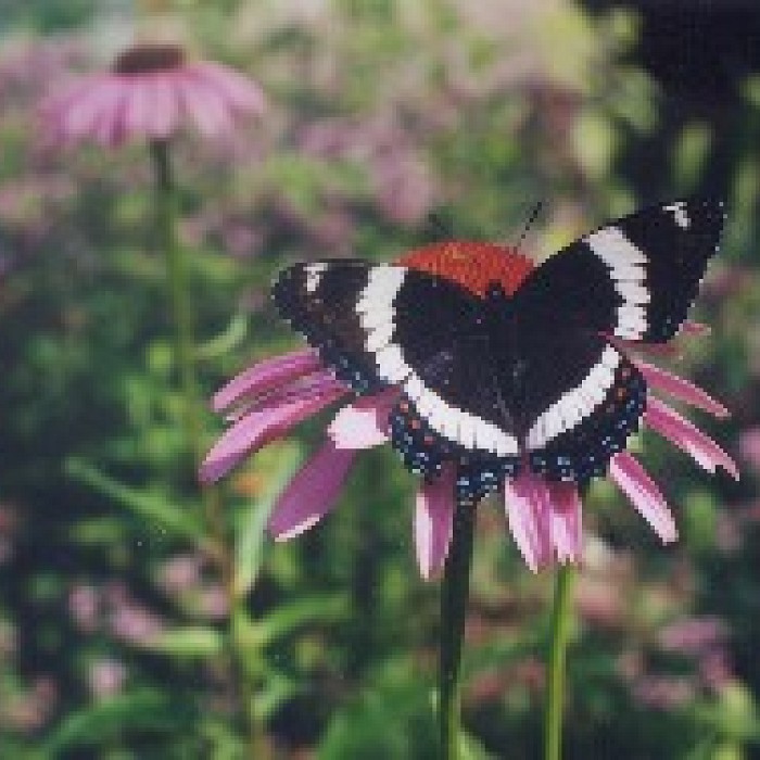 Teaser image for Gardening for Butterflies and other Pollinators