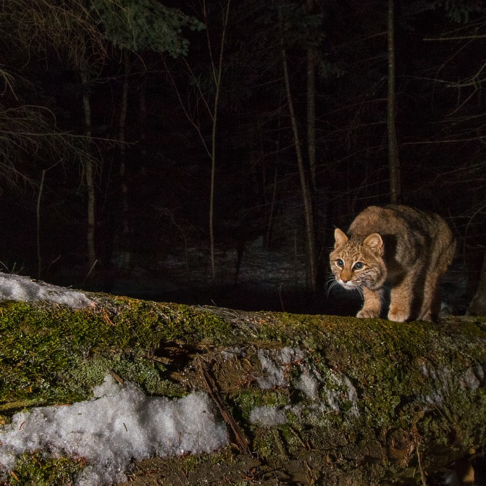 Teaser image for Wildlife Tracking through Remote Camera Photography